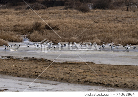 Crane, Red Crane, Cheorwon-gun, Gangwon-do 74368964