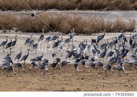 Crane, Red Crane, Cheorwon-gun, Gangwon-do Crane, Red Crane, Cheorwon-gun, Gangwon-do 74368980