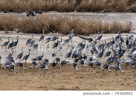 Crane, Red Crane, Cheorwon-gun, Gangwon-do Crane, Red Crane, Cheorwon-gun, Gangwon-do 74368981