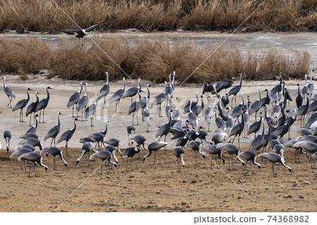 Crane, Red Crane, Cheorwon-gun, Gangwon-do Crane, Red Crane, Cheorwon-gun, Gangwon-do 74368982