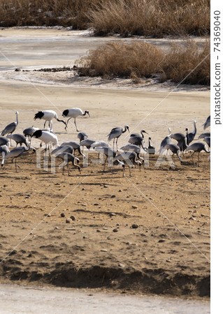 Crane, Red Crane, Cheorwon-gun, Gangwon-do Crane, Red Crane, Cheorwon-gun, Gangwon-do 74369040