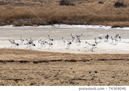 Crane, Red Crane, Cheorwon-gun, Gangwon-do Crane, Red Crane, Cheorwon-gun, Gangwon-do 74369046