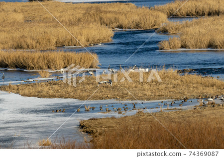 Crane, Red Crane, Cheorwon-gun, Gangwon-do 74369087