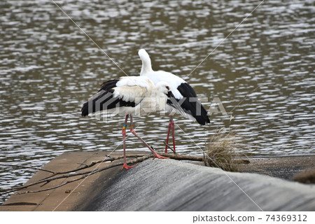 Wild bird / stork Wild bird / stork 74369312