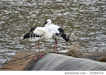 Wild bird / stork 74369318