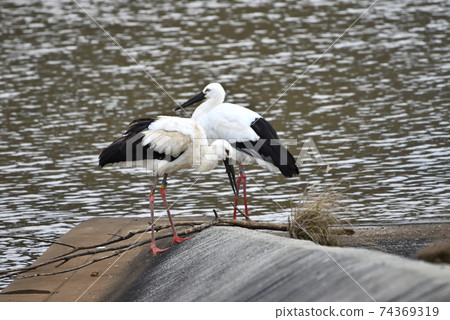 Wild bird / stork Wild bird / stork 74369319