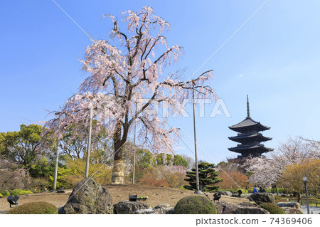 京都之春：東寺寺五層寶塔和垂枝櫻花 74369406