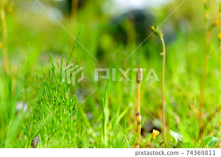 Tsukushi and horsetail 74369811