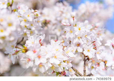Cherry blossoms in full bloom against the blue sky Cherry blossoms in full bloom against the blue sky 74369979