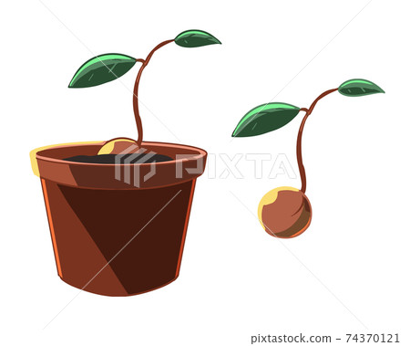 鱷梨種子栽培無系 插圖素材 圖庫