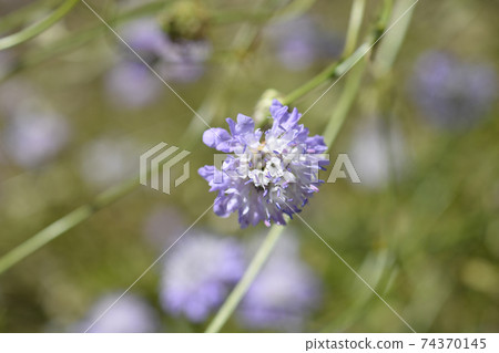 Transylvanian scabious 74370145