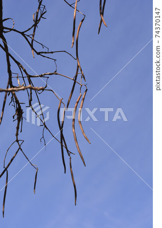 Common catalpa 74370147