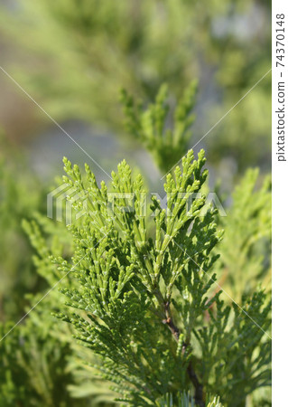 Incense cedar Pillar Incense cedar Pillar 74370148