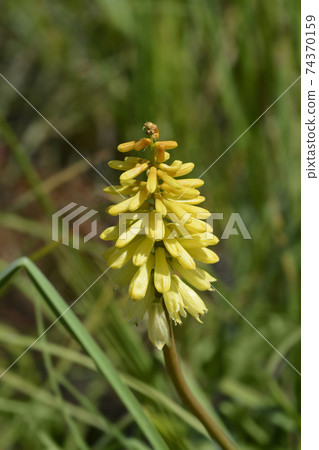Red Hot Poker Red Hot Poker 74370159