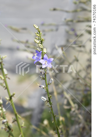 Chimney bellflower Chimney bellflower 74370166