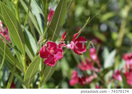 Common oleander Common oleander 74370174