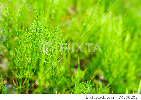 馬尾 馬尾 74370202