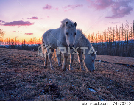 日出和北海道馬 74370700