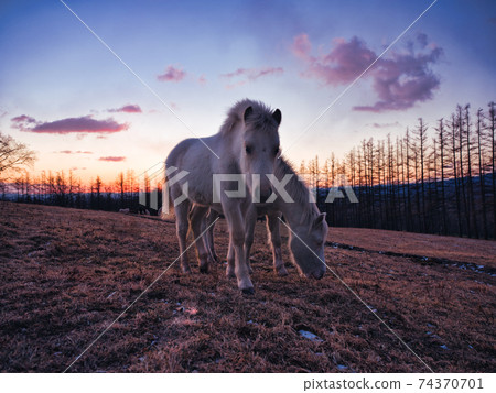 日出和北海道馬 日出和北海道馬 74370701
