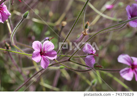 Flowers and buds of geranium madelense 74370829