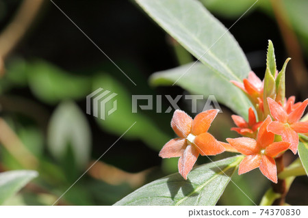 Cobanantus flowers 74370830