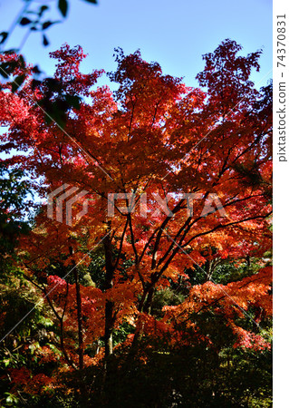 Autumn leaves in Tenryuji Garden, Arashiyama, Kyoto 74370831