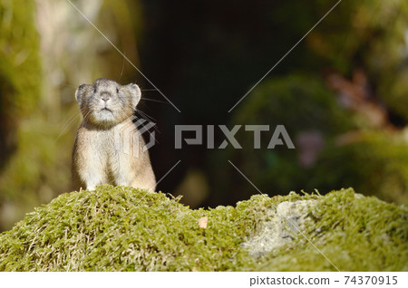 Pika (Hokkaido) Pika (Hokkaido) 74370915