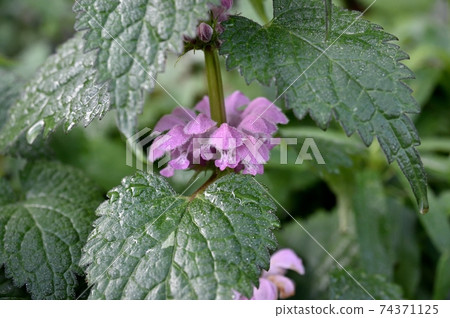 Flower of Odorikosoto 74371125