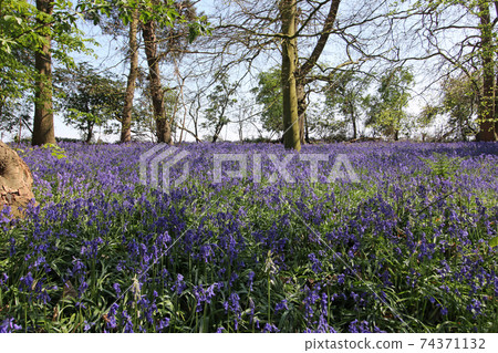Spring woodland with bluebell flowers Spring woodland with bluebell flowers 74371132