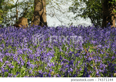 Spring woodland with bluebell flowers Spring woodland with bluebell flowers 74371144