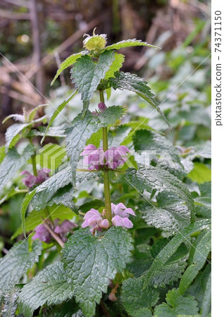 Flower of Odorikosoto Flower of Odorikosoto 74371150