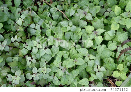Dead-nettle flower cluster Dead-nettle flower cluster 74371152