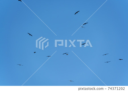 Eagle, Cheorwon, Gangwon-do 74371202