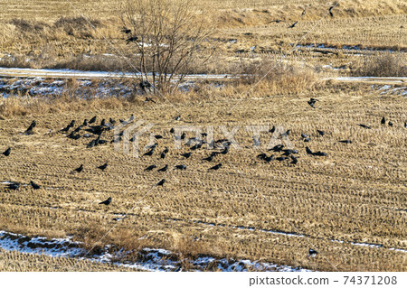 Crow, cheolwon, gangwon 74371208