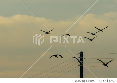 White-naped cranes, Cheolwon-gun, Gangwon-do 74371329