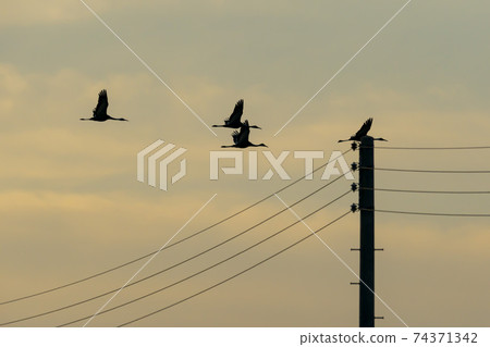 White-naped cranes, Cheolwon-gun, Gangwon-do White-naped cranes, Cheolwon-gun, Gangwon-do 74371342