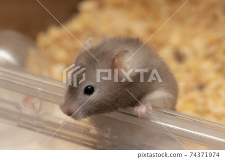 [Pet] Golden hamster gray, long hair [hamster] 74371974
