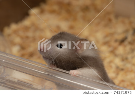 [Pet] Golden hamster gray, long hair [hamster] 74371975