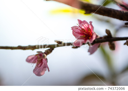 Sakura flowers blooming blossom in Chiang Mai, Thailand 74372006