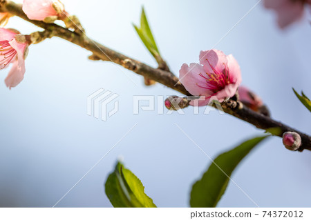 Sakura flowers blooming blossom in Chiang Mai, Thailand Sakura flowers blooming blossom in Chiang Mai, Thailand 74372012