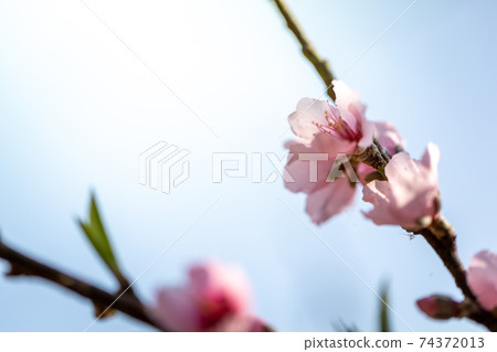 Sakura flowers blooming blossom in Chiang Mai, Thailand 74372013