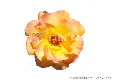 Single yellow rose flower white background 74372363