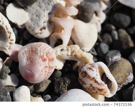 Cute seashell close-up Cute seashell close-up 74372536