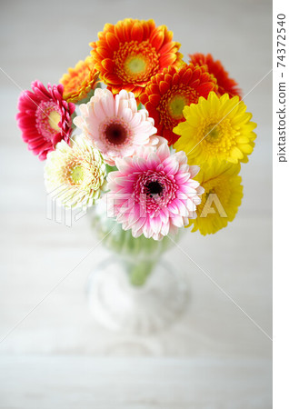 Gerbera flower arrangements, vases, flowers, fluffy bases, colorful, flowers. Gerbera flower arrangements, vases, flowers, fluffy bases, colorful, flowers. 74372540