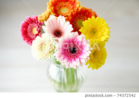非洲菊插花,花瓶,花卉,蓬鬆的基礎,多彩,花卉。 非洲菊插花,花瓶,花卉,蓬鬆的基礎,多彩,花卉。 74372542