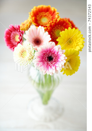 非洲菊插花,花瓶,花卉,蓬鬆的基礎,多彩,花卉。 非洲菊插花,花瓶,花卉,蓬鬆的基礎,多彩,花卉。 74372543
