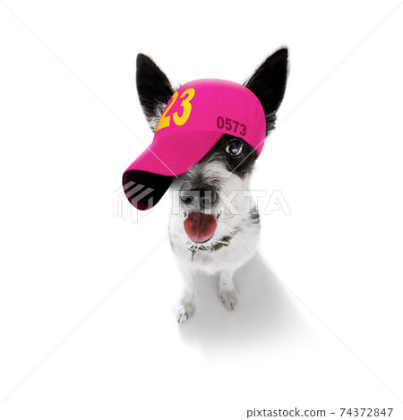 cool baseball cap urban dog, Stock image