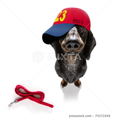 cool baseball cap urban dog cool baseball cap urban dog 74372848