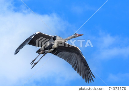 Gray heron flying calmly against the blue sky 74373578