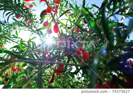 Goji berry fruits and plants in sunshine garden 74373627